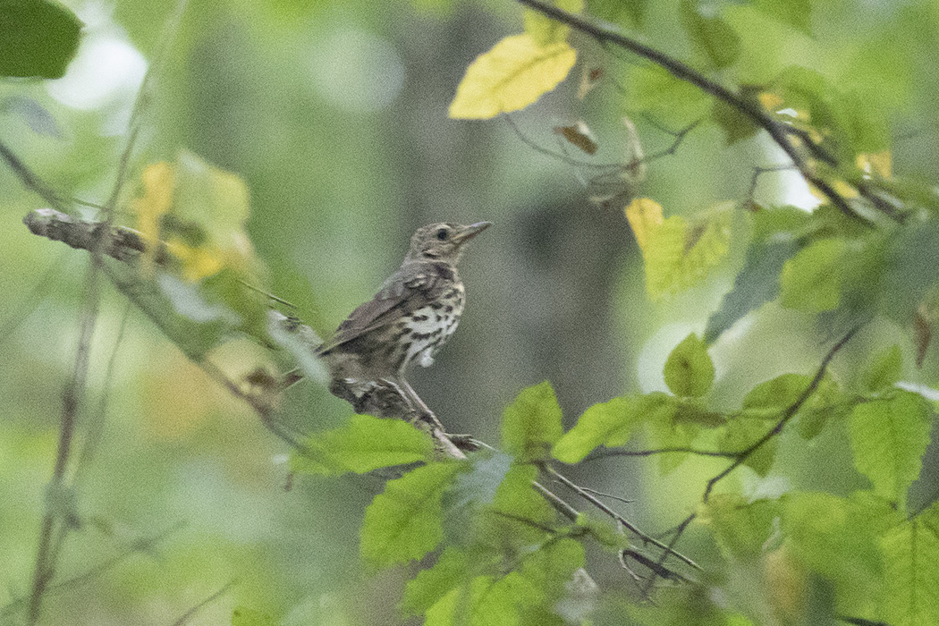 Song Thrush